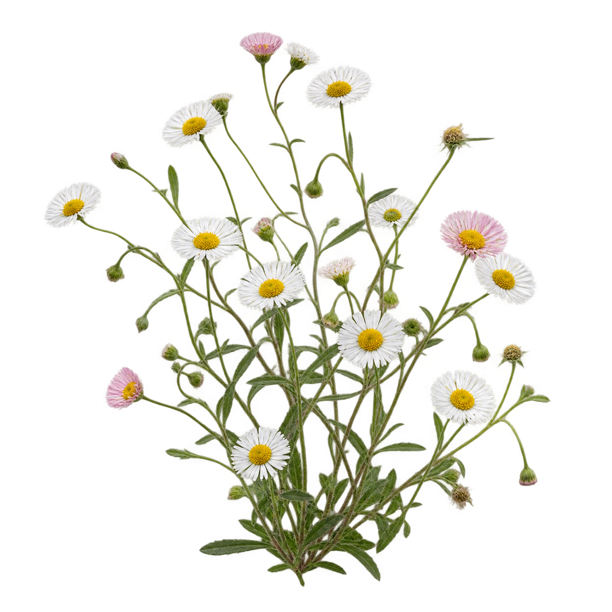 Erigeron botanical cutout