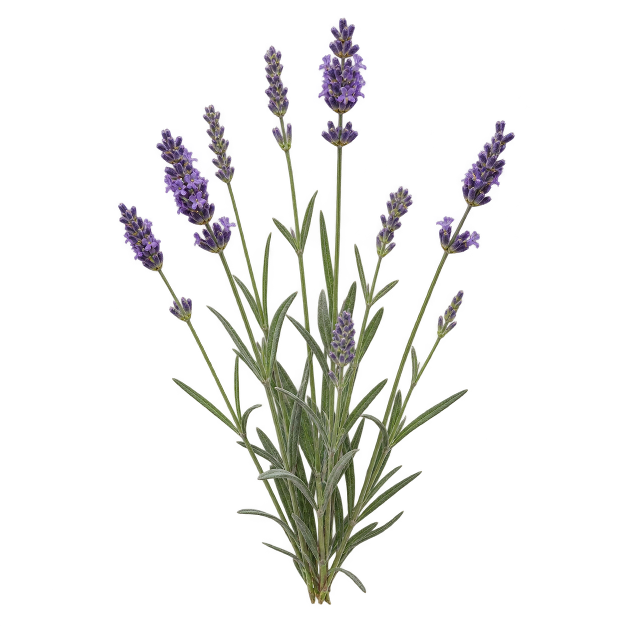 Lavender botanical cutout
