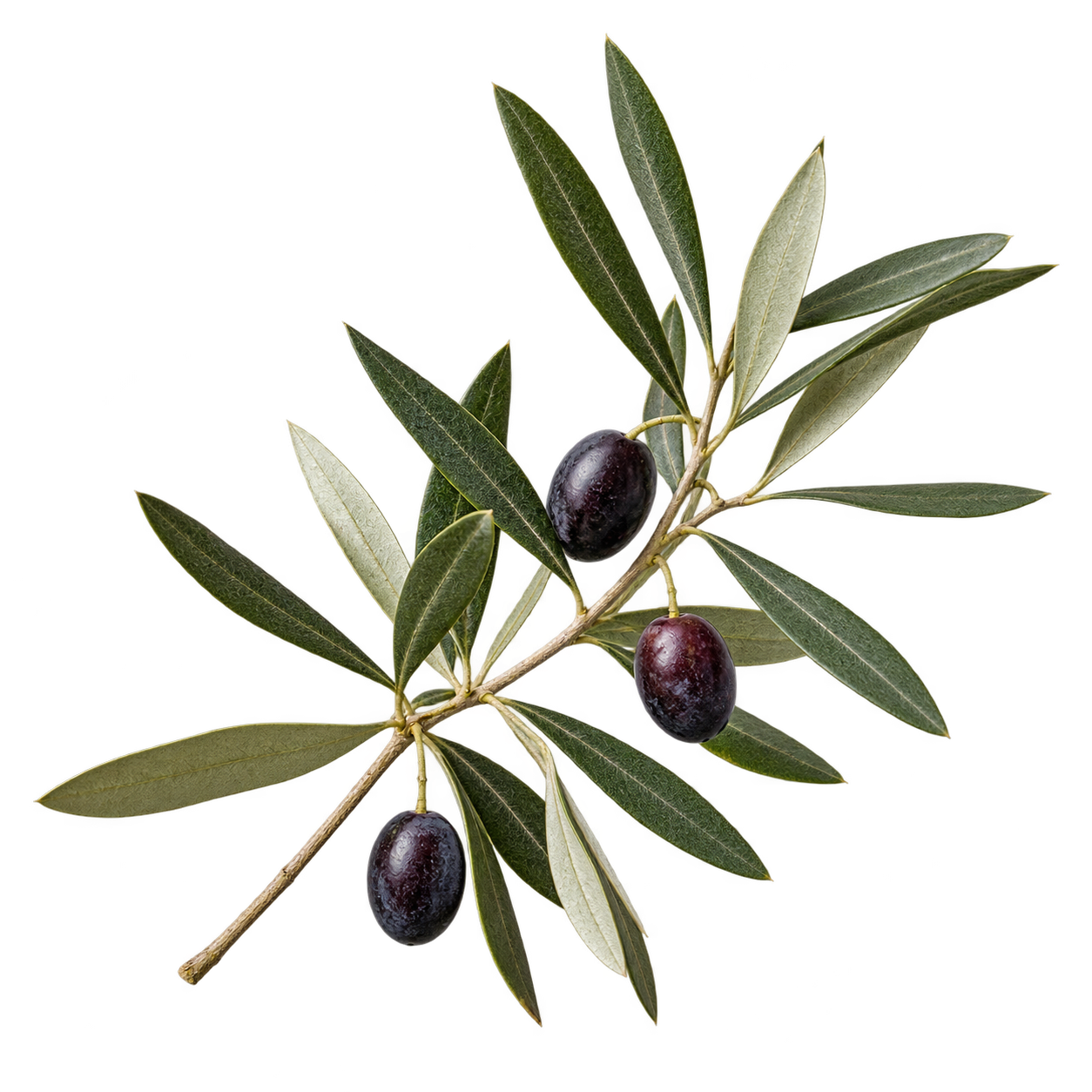 Olive branch botanical cutout