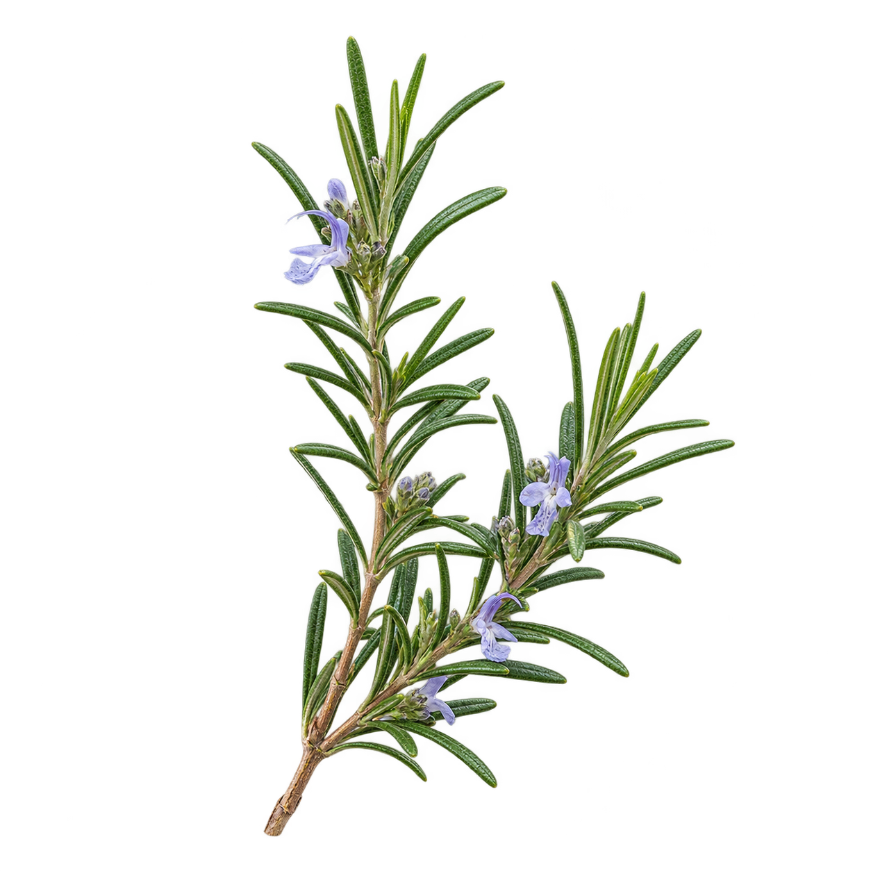 Rosemary botanical cutout
