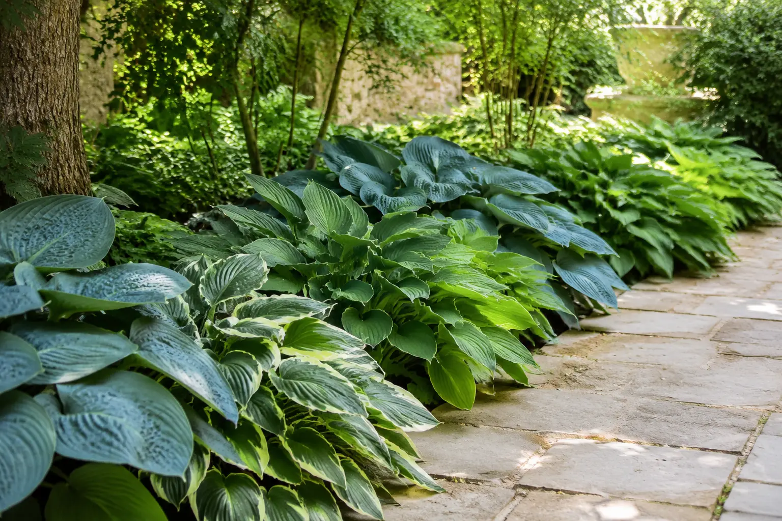 Blue-green and variegated hostas beside a limestone path