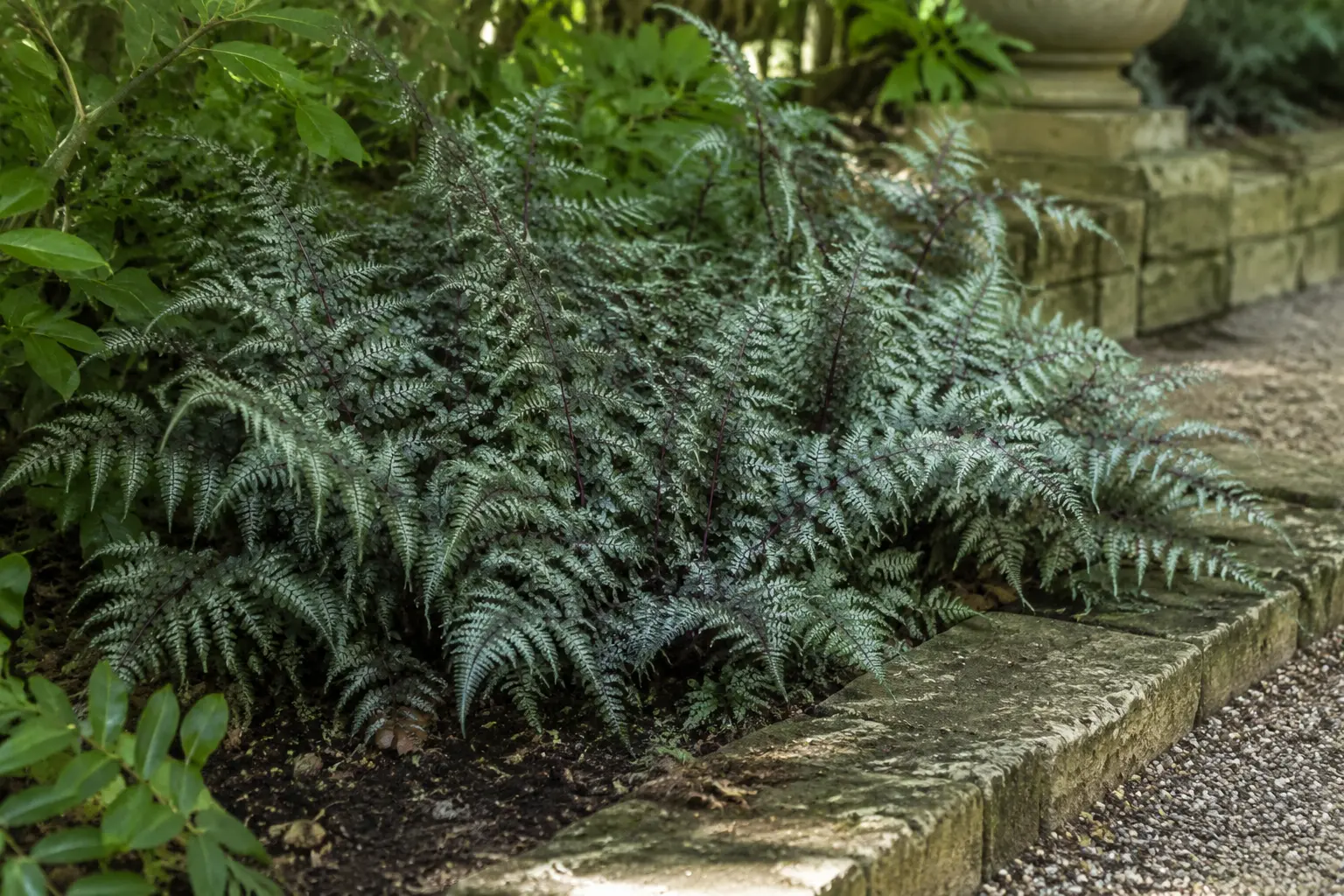 Silvery Japanese painted ferns in a shaded border