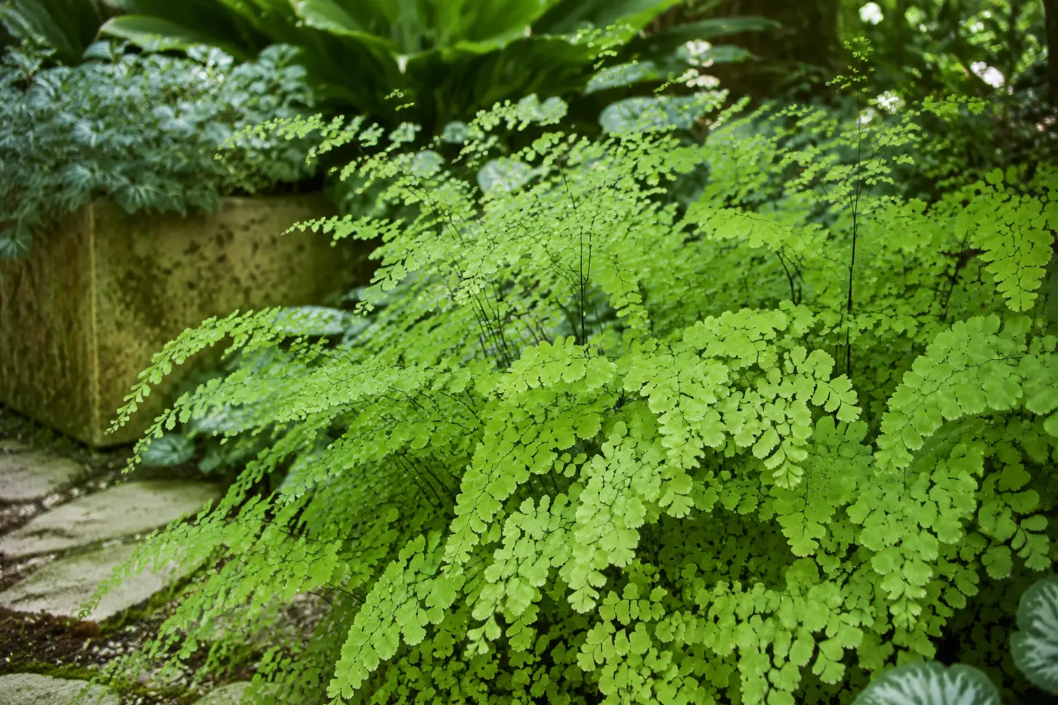 Delicate maidenhair ferns with fine black stems