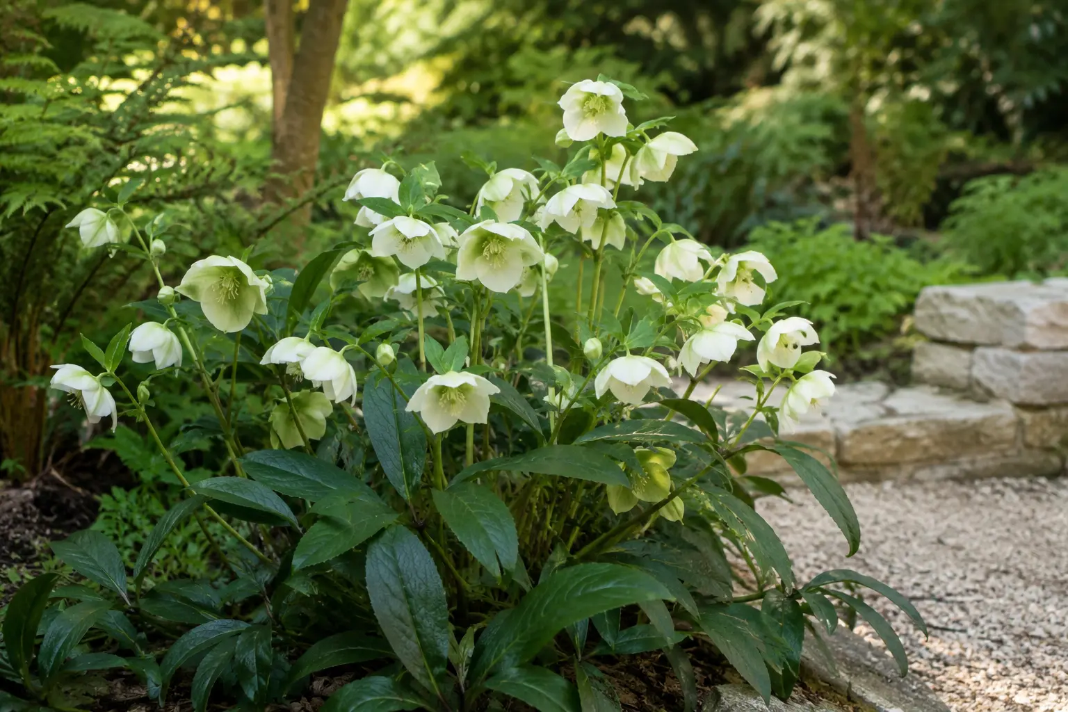 Cream-white hellebores flowering in a shaded garden