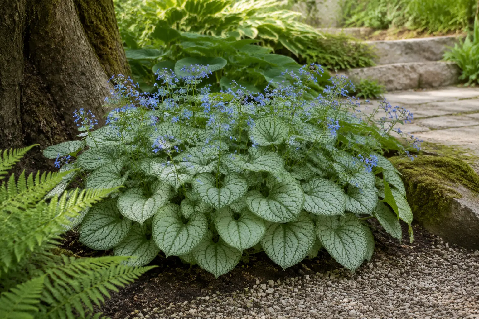Silver-leaved brunnera with small blue spring flowers
