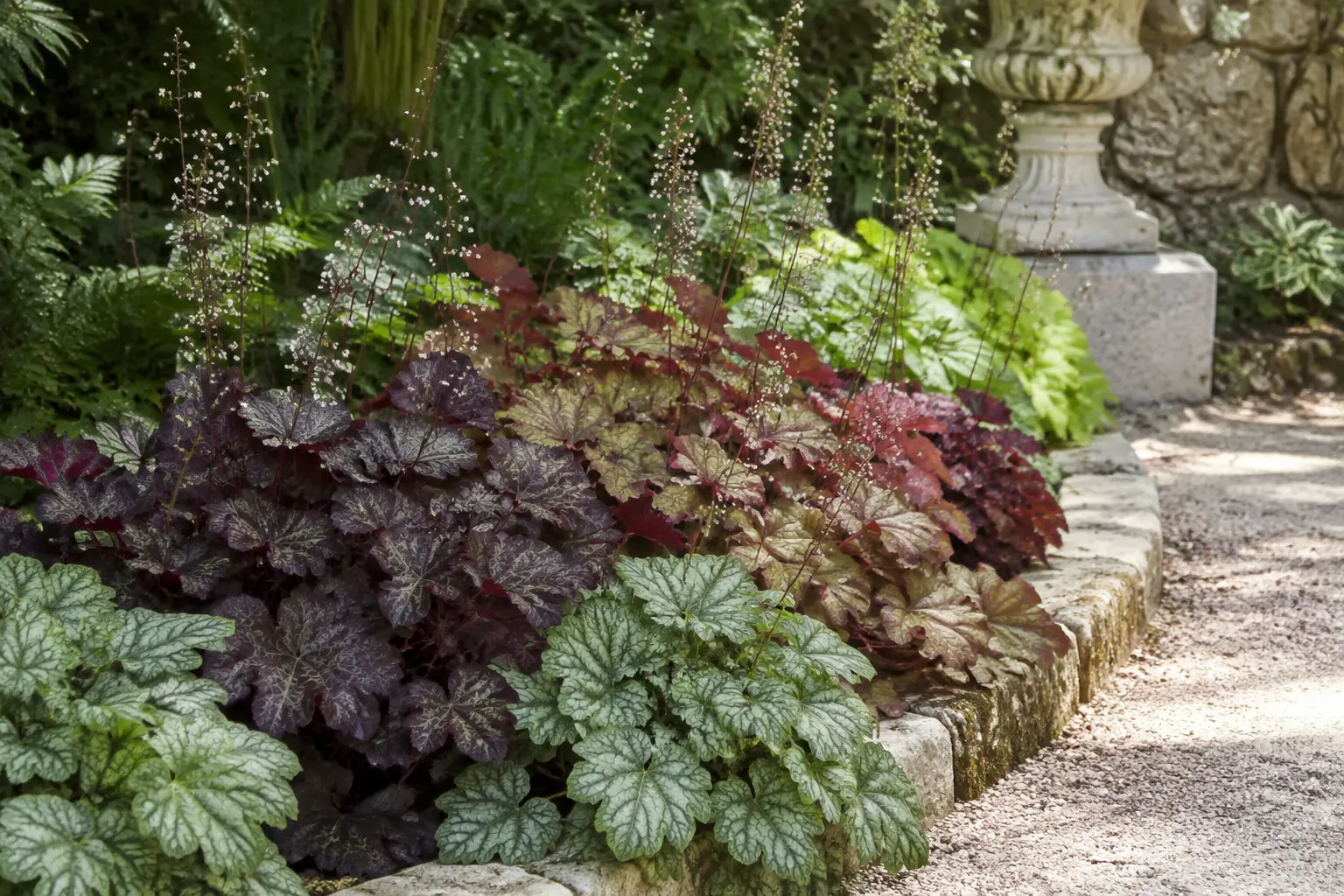 Heuchera foliage in muted plum bronze and silver tones