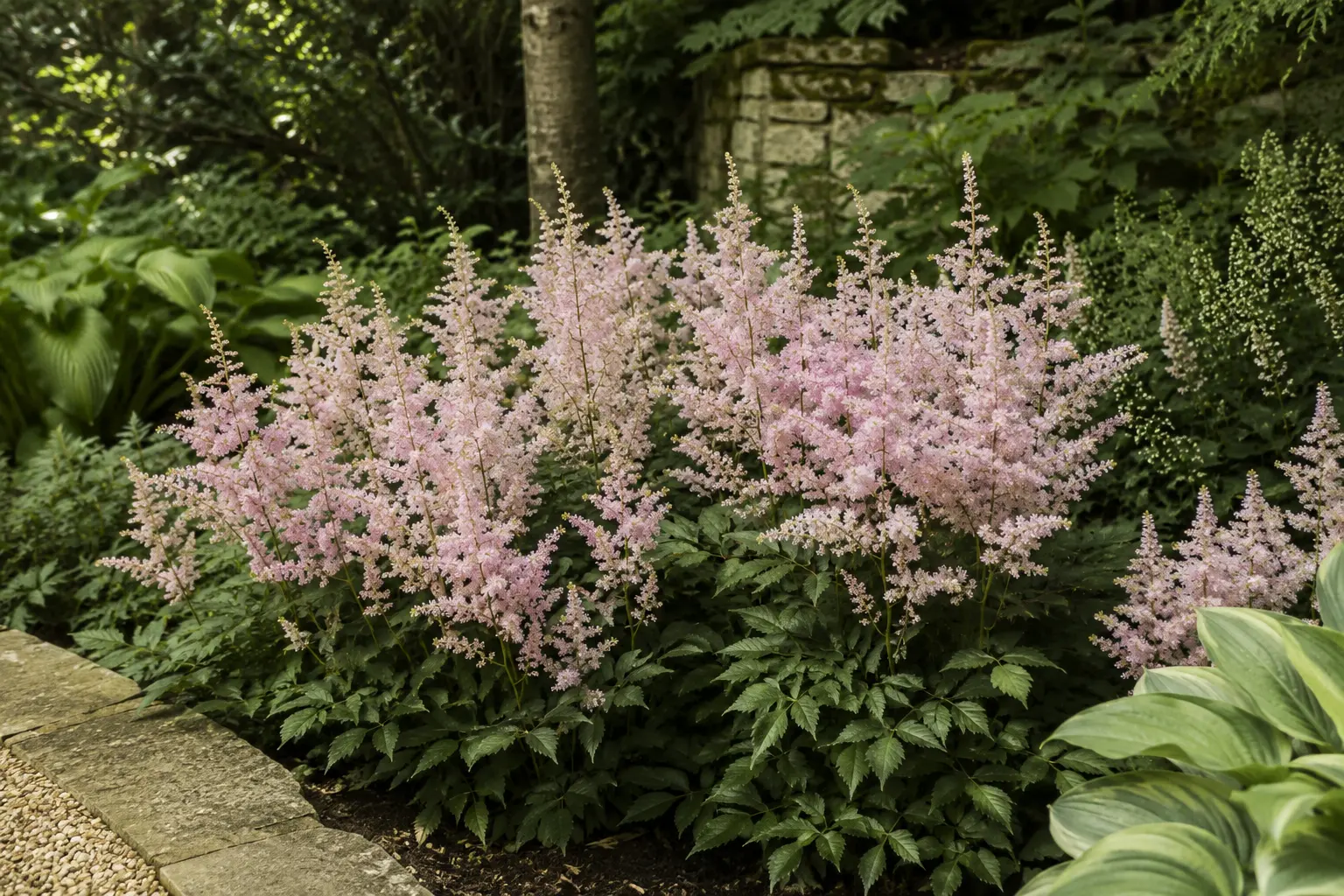 Soft pink astilbe plumes in a shaded border