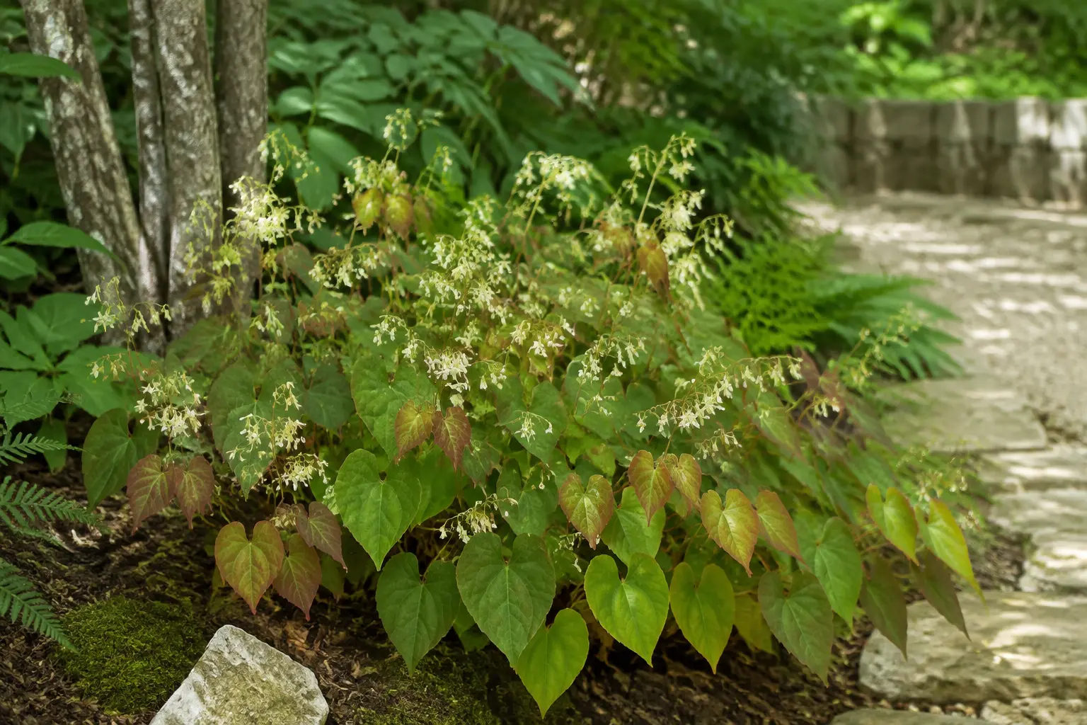 Epimedium with heart-shaped leaves and delicate cream flowers