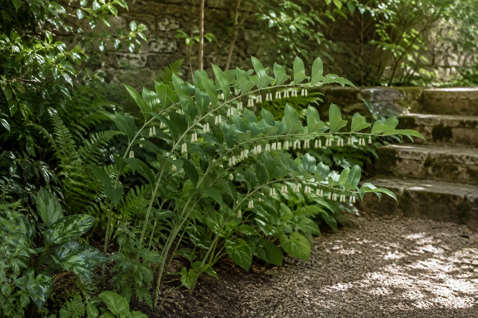 Arching stems of Solomon's seal with pendant white flowers