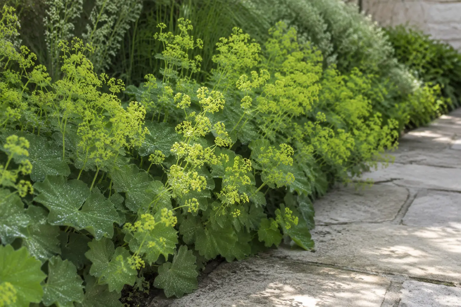 Lady's mantle with chartreuse flowers and dew-covered leaves