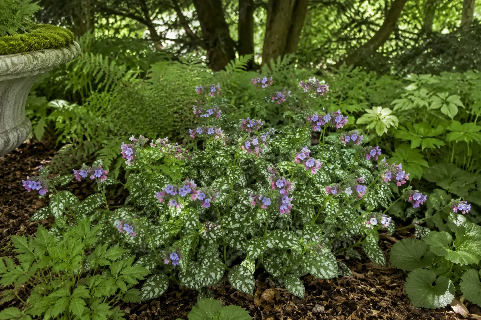Pulmonaria with silver-spotted leaves and pink-blue flowers