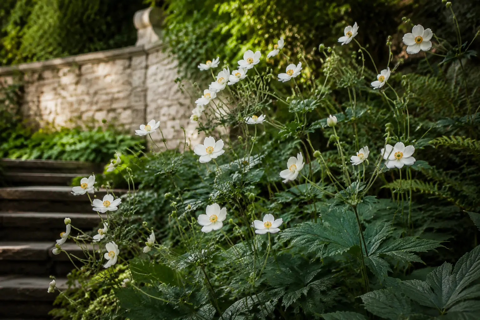 White Japanese anemones flowering beside a limestone wall