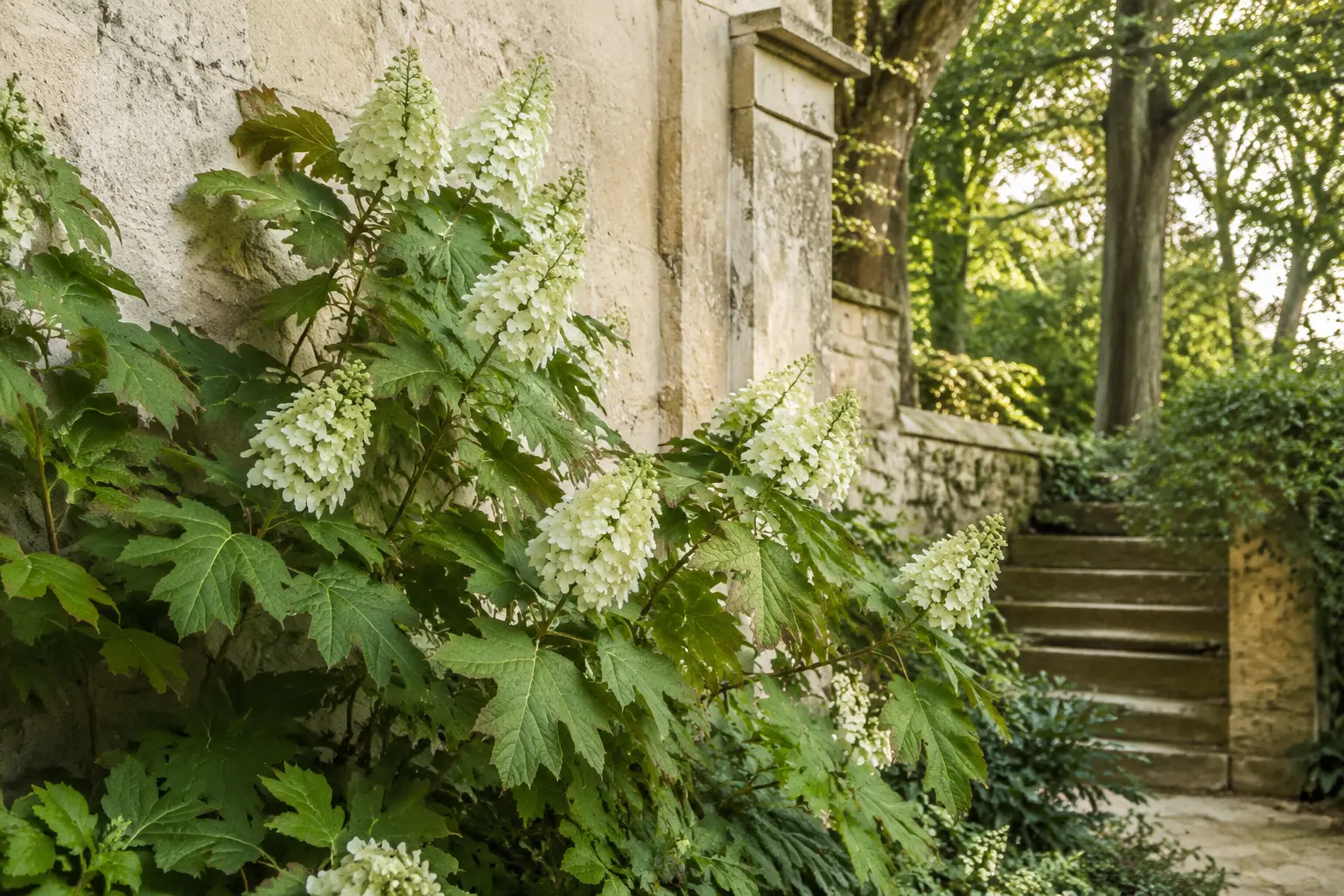 Oakleaf hydrangea with cream flower panicles beside limestone