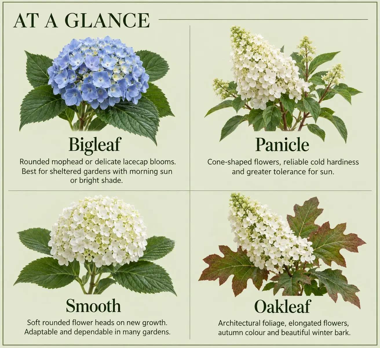 At a glance comparison of bigleaf, panicle, smooth and oakleaf hydrangeas with botanical examples