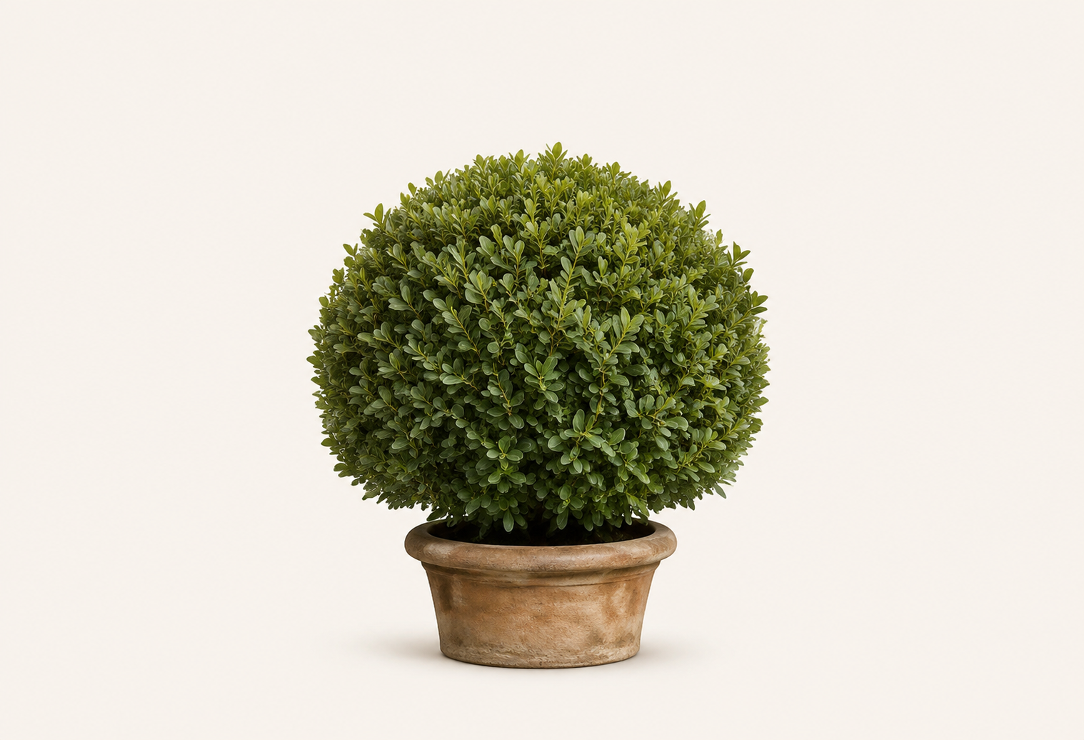 Boxwood