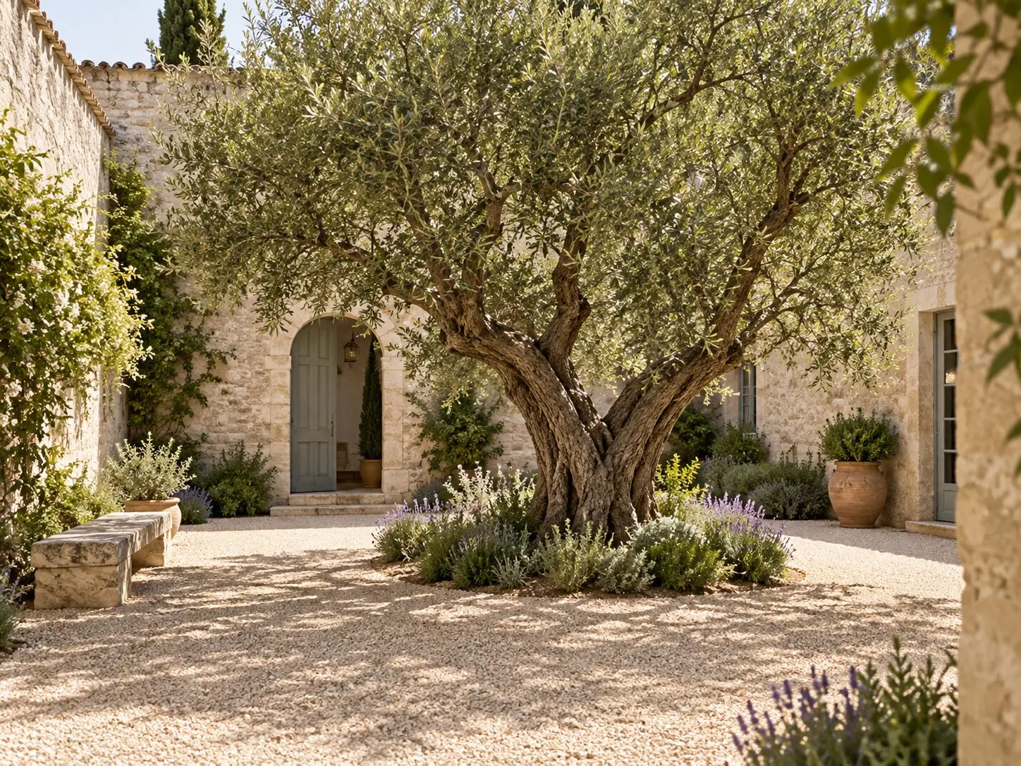 Mature sculptural olive tree in an enclosed limestone courtyard with lavender and pale gravel.