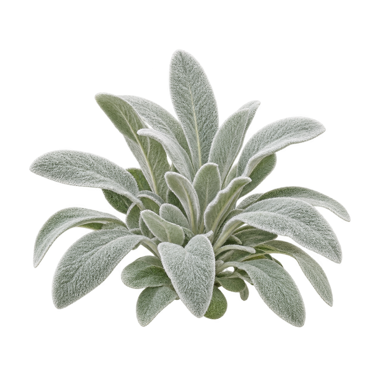Lamb’s ear botanical cutout