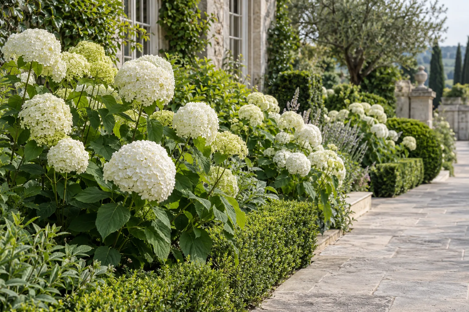 Upright Incrediball hydrangeas with varied cream-white flower heads beside a limestone walkway