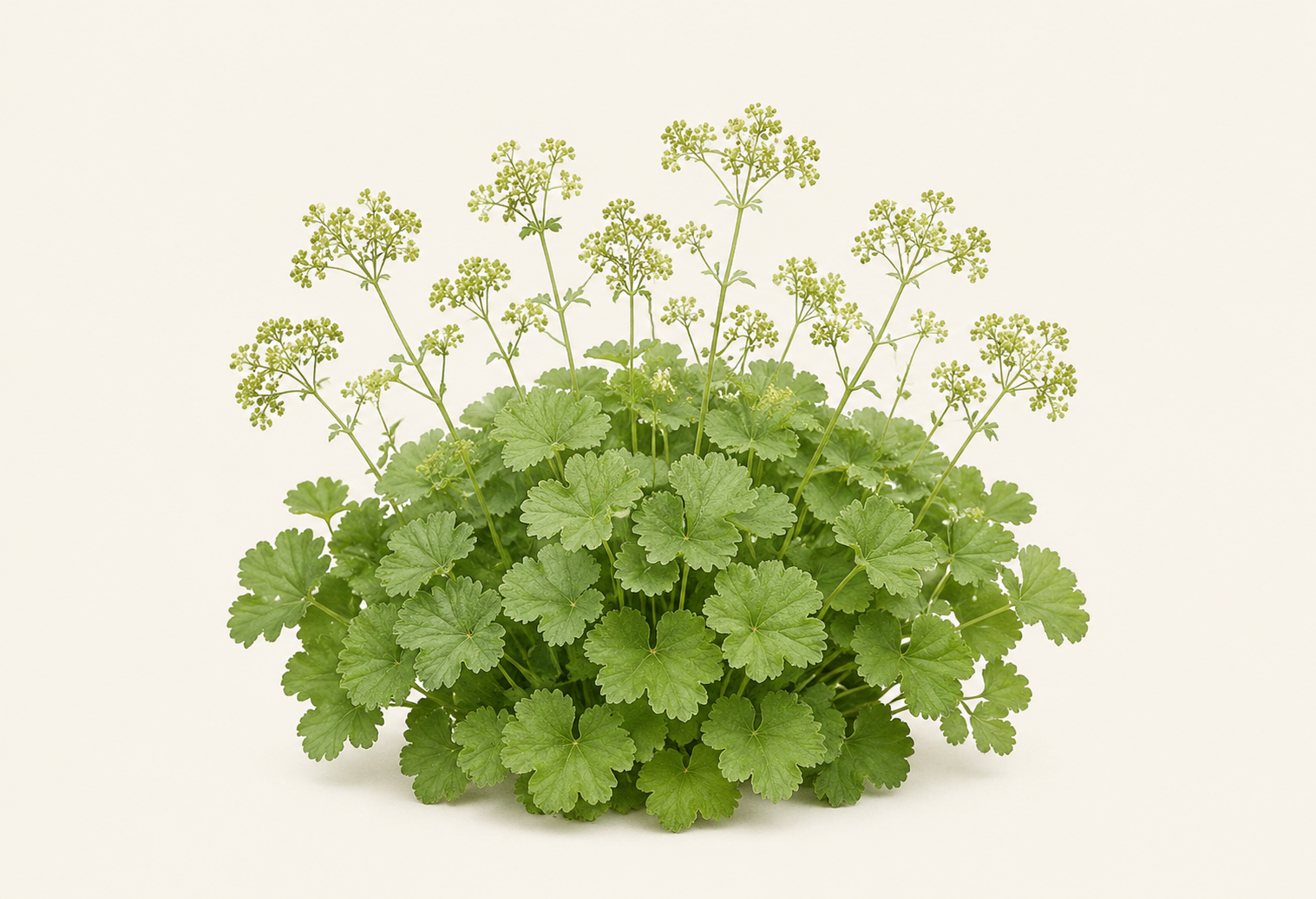 Lady's mantle