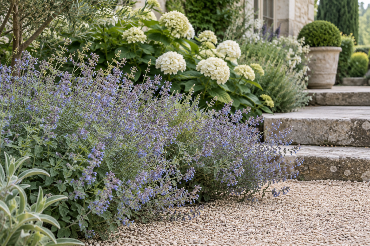 Soft blue catmint edging a white hydrangea border