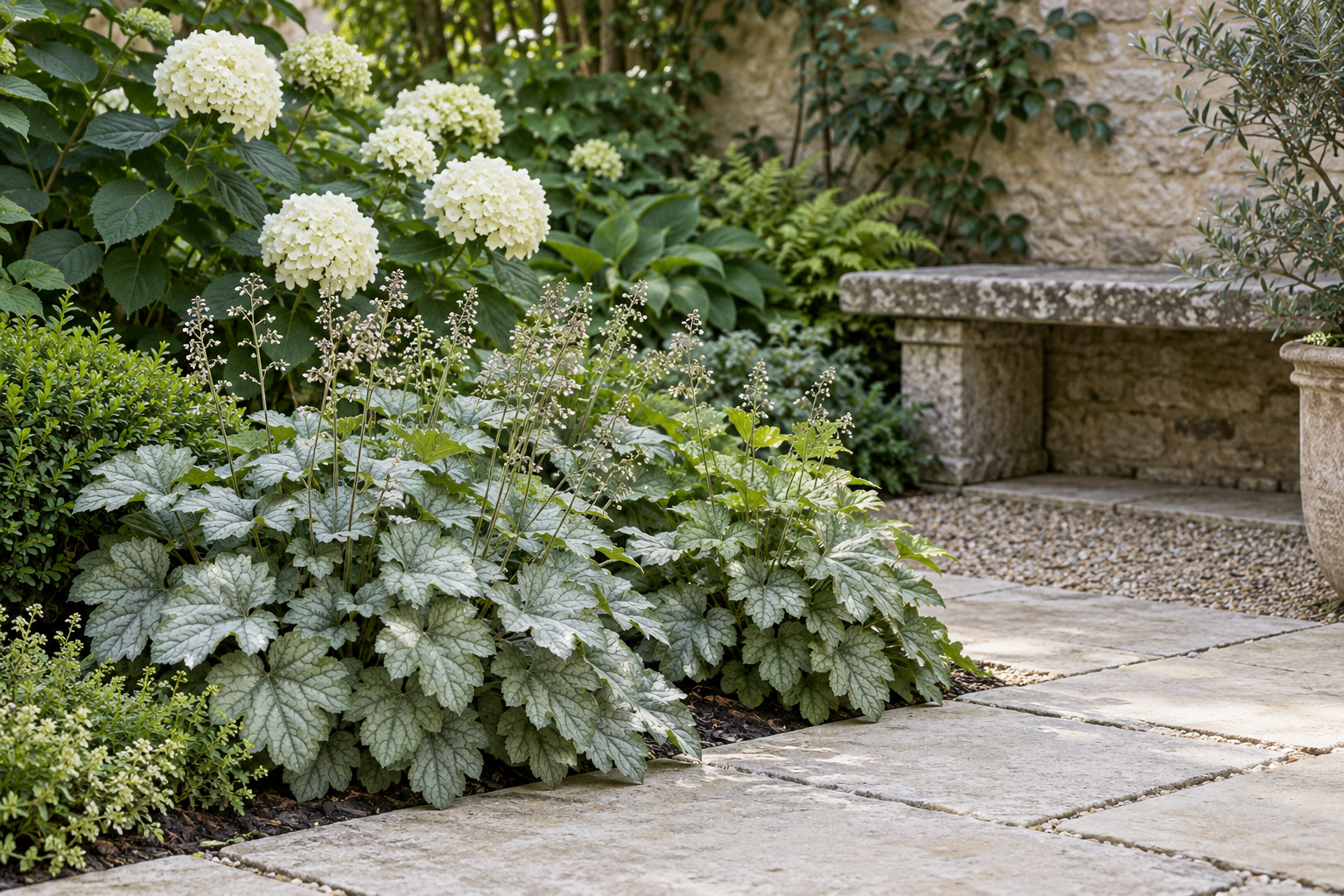 Silver green heuchera foliage beneath white hydrangeas