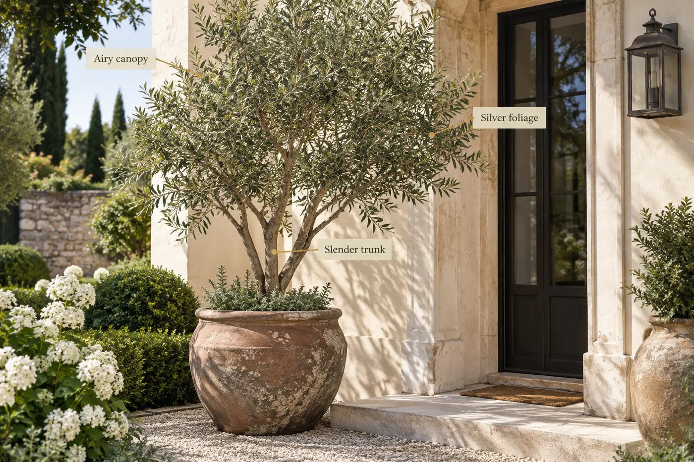 Sculptural olive tree in a weathered terracotta pot with labels identifying its airy canopy, slender trunk and silver foliage