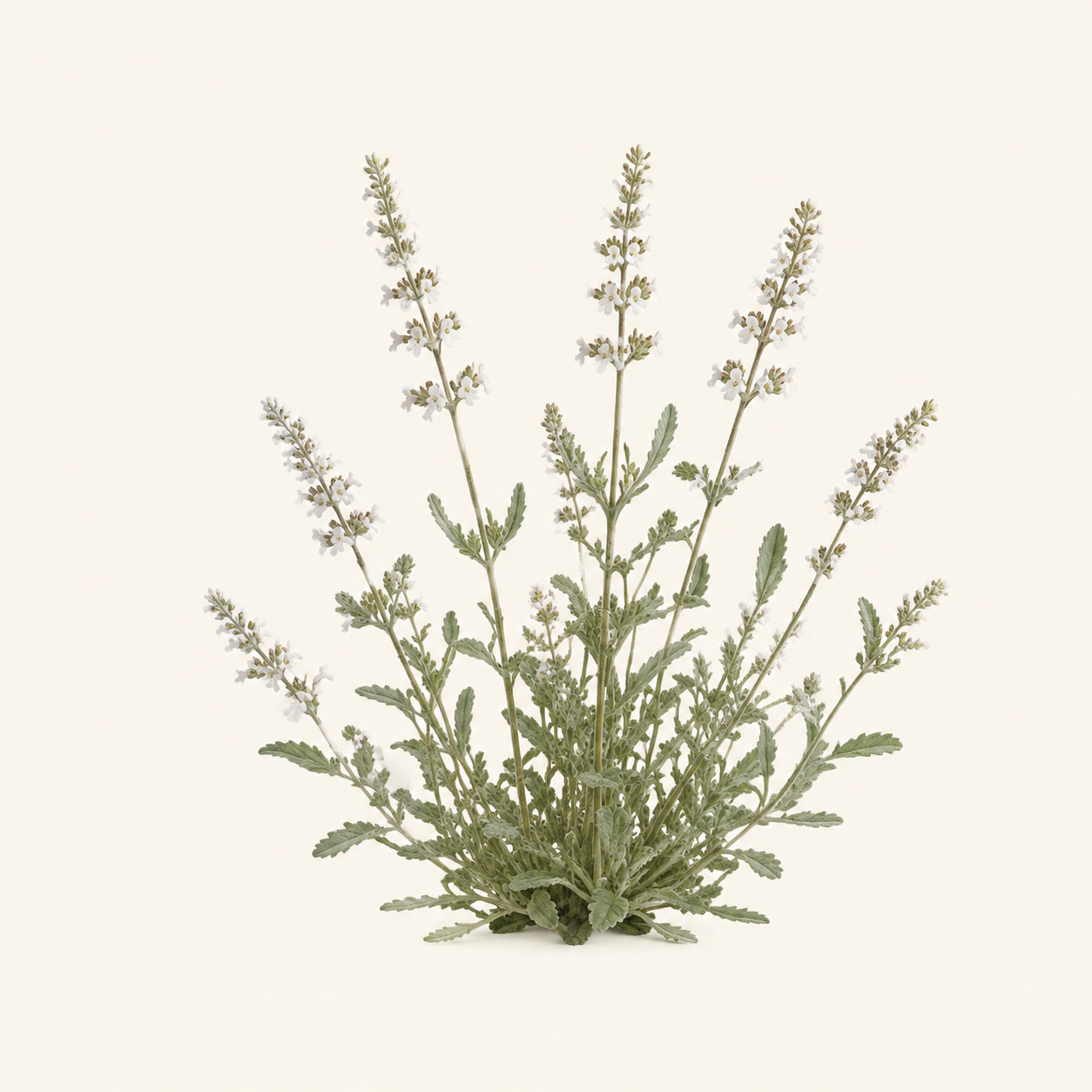 White catmint