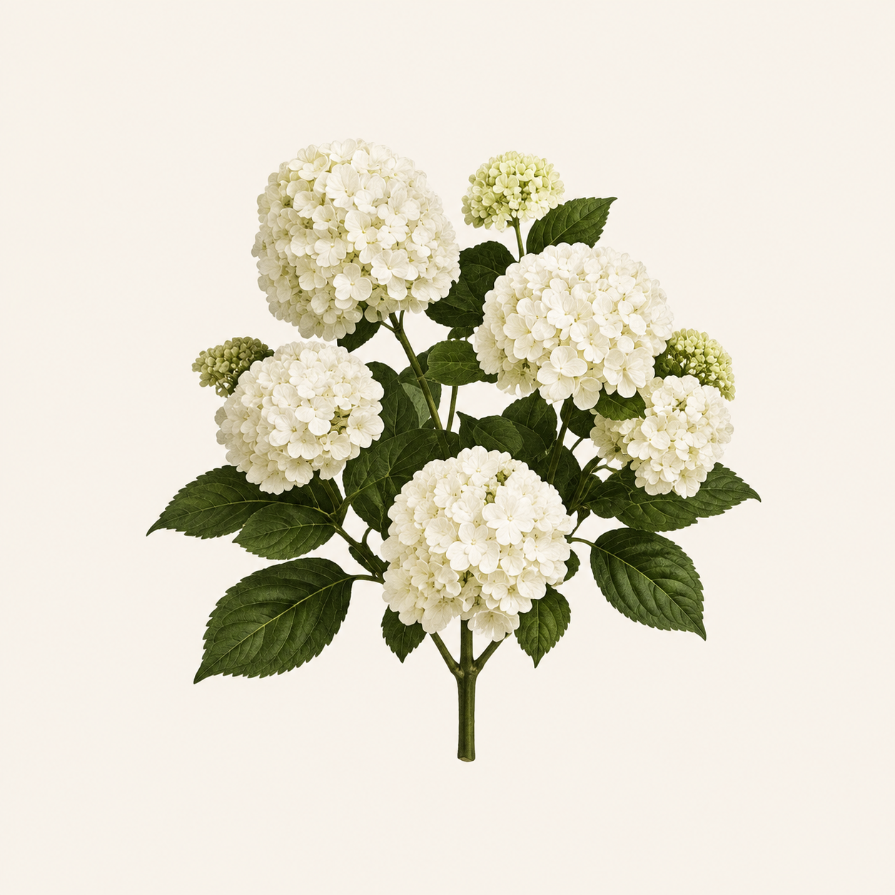 White hydrangea